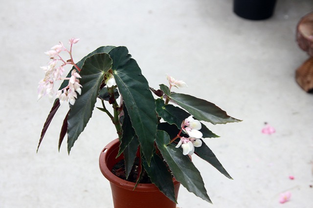 B. ‘Tropical Daai’
